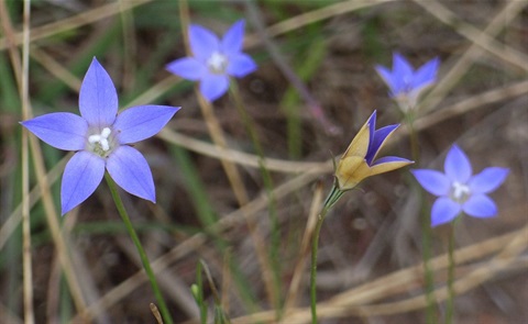 829B-2-Wahlenbergia-luteola-RB.jpg