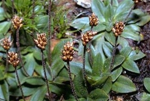 985B-2-Plantago-alpestris-fl-fol-Murray-Fagg-ANBG.jpg