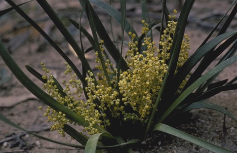 446B-1-Lomandra-filiformis-ssp.-coriacea-hab-2-Marilyn-Gray.jpg