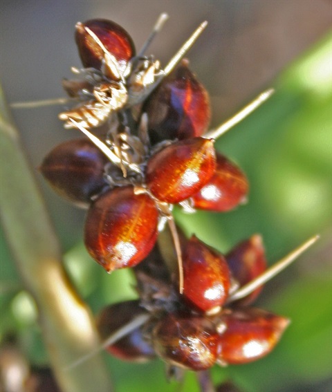 448B-4-Lomandra-longifolia-fr-Marilyn-Gray.jpg