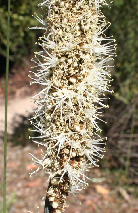 475B-2-Xanthorrhoea-minor-MB.jpg