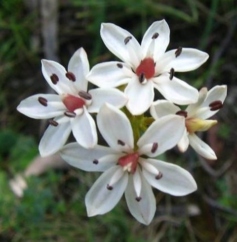 533B-2-Burchardia-umbellata-fl-David-Blair.jpg