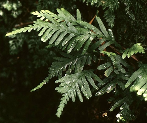 625B-3-Notogrammitis-heterophylla-fol-Ken-Harris.jpg