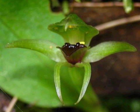 493B-2-Chiloglottis-cornuta-fl-Cathy-Powers.jpg