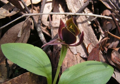 494B-4-Chiloglottis-valida-Large-Bird-Orchid-Photo-by-Barry-Sheffield.jpg