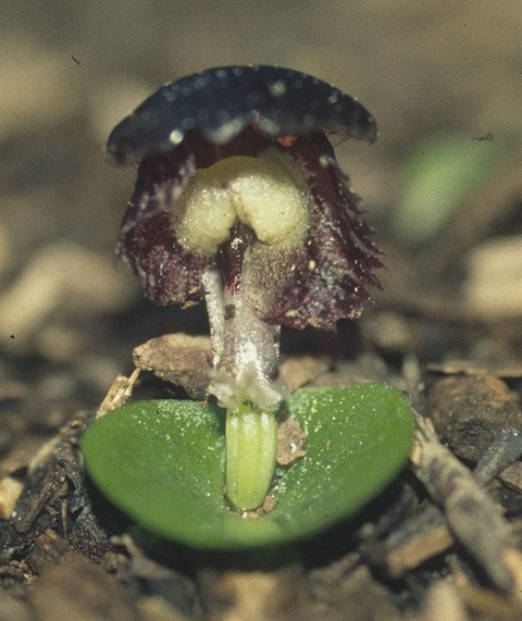 495B-1-Corybas-diemenicus-Marilyn-Gray.jpg