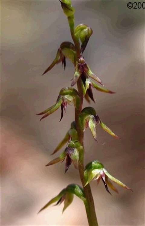 680B-2-Corunastylis-despectans-fl-Cathy-Powers.jpg