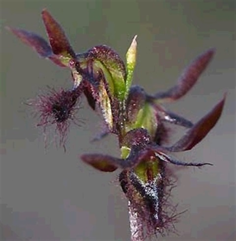 681B-2-Corunastylis-morrisii-fl-2-Cathy-Powers.jpg