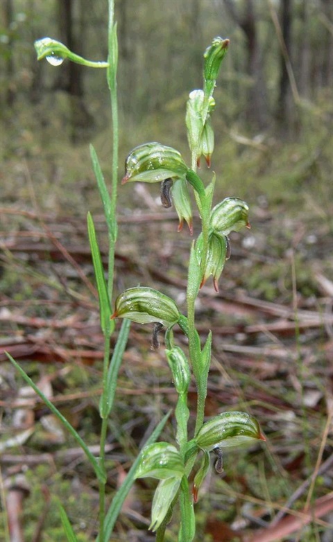 703B-1-Pterostylis-chlorogramma-hab-1-Colin-Rowan.jpg