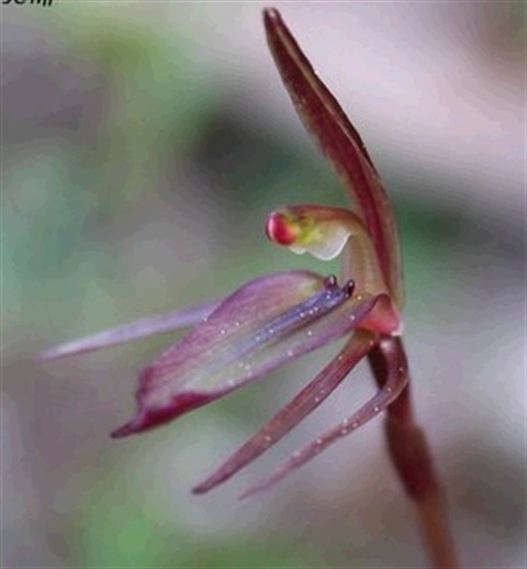 714B-2-Cyrtostylis-reniformis-fl-2-Cathy-Powers.jpg