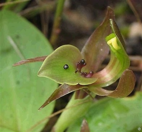 716B-2-Chiloglottis-jeanesii-hab-Cathy-Powers.jpg