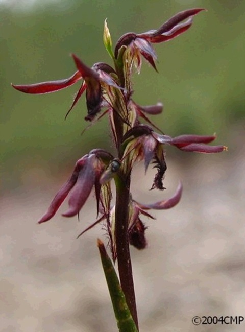 718B-2-Corunastylis-archeri-fl-Cathy-Power.jpg