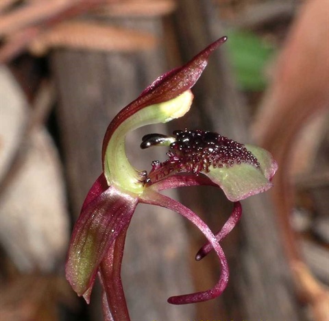 889B-4-Chiloglottis-reflexa-RetiredAussies.jpg