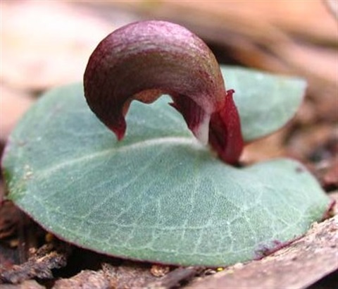 891B-2-Corybas-aconitiflorus-Cathy-powers.jpg