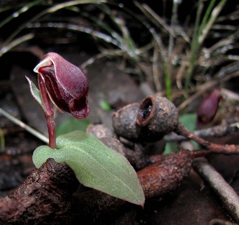 892B-2-Corybas-unguiculatus-Richard-Hartlands2.jpg