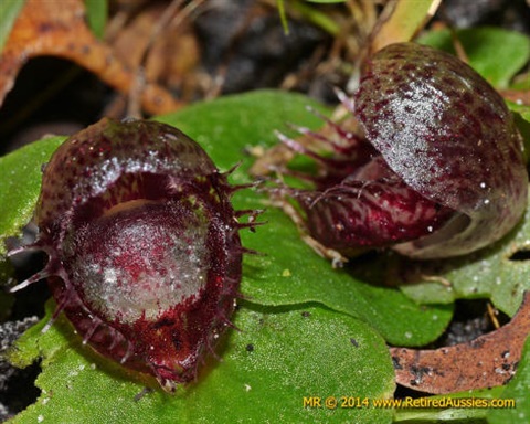 981B-2-Corybas-fimbriatus-Mischa-Rowan.jpg