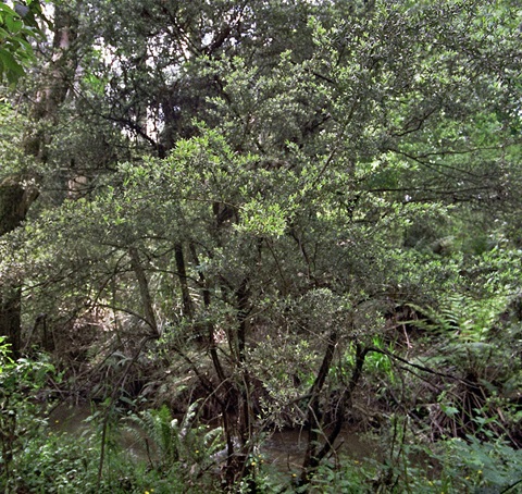 12-Manna-Gum-Riparian-Forest-Dandenongs-Peter-Kinchington.jpg