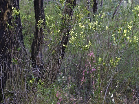 22-Silver-leaf-Stringybark-Damp-Heathy-Woodland-EVC-793-Peter-Kinchington.jpg
