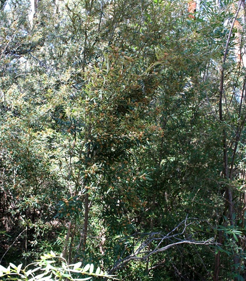 45-Lemon-Bottlebrush-Rocky-Outcrop-Shrubland-Marilyn-Bull.jpg