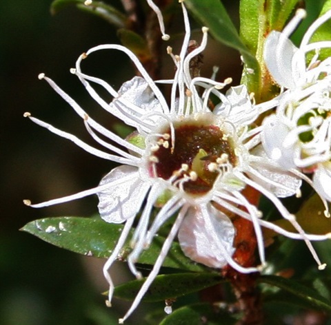 127B-3-Kunzea-leptospermoides-fl1-Marilyn-Gray.jpg