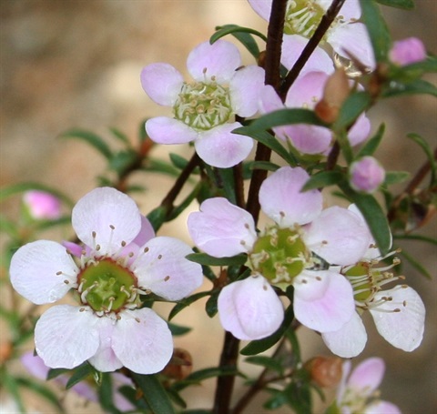 133B-2-Leptospermum-myrsinoides-fl-2-Marilyn-Gray.jpg