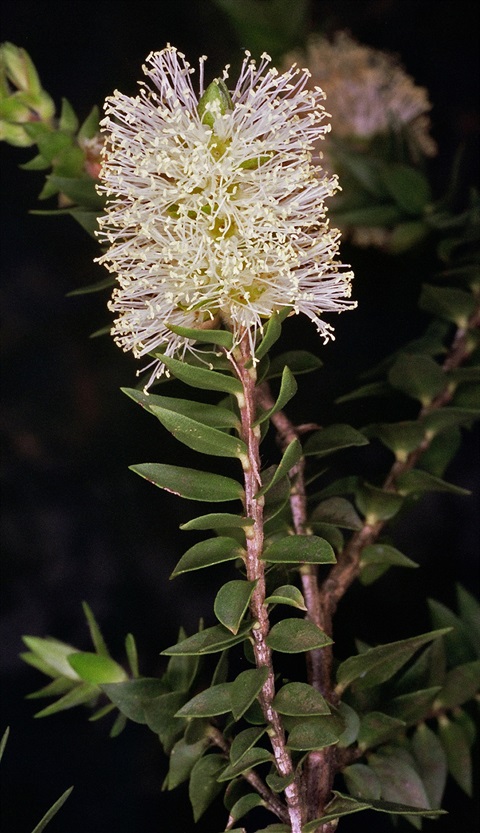 136B-2-Melaleuca-squarrosa-fl-3-PK.jpg