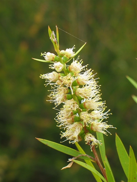 46B-2-Callistemon-sieberi-fl-Colleen-Miller.jpg