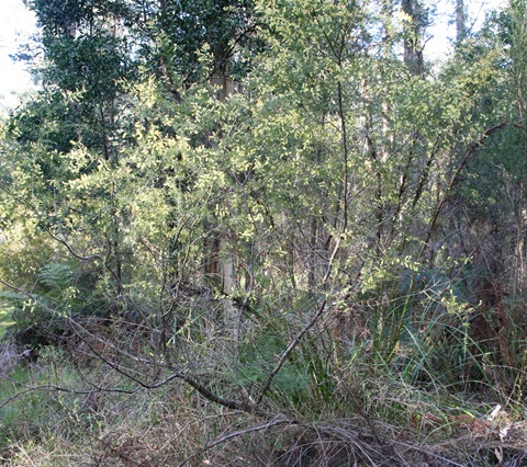 76B-1-Acacia-oxycedrus-hab-Marilyn-Gray.jpg