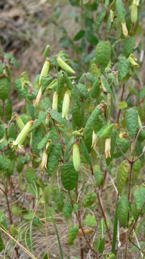 100B-1-Correa-reflexa-hab.jpg