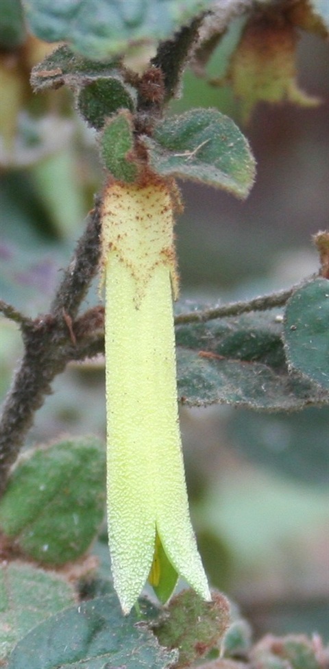 101B-2-Correa-reflexa-var-lobatus-fl2-Marilyn-Gray.jpg