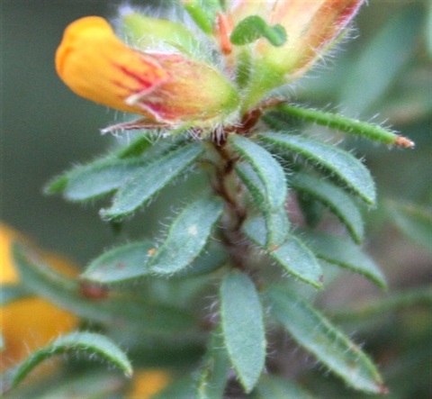 167B-3-Pultenaea-hispidula-fol-Marilyn-Gray.jpg