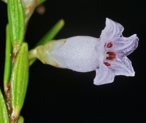 185B-3-Epacris-obtusifolia-fol-fl-Peter-Kinchington.jpg