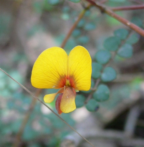 205B-2-Bossiaea-cordigera-fl-marty.jpg
