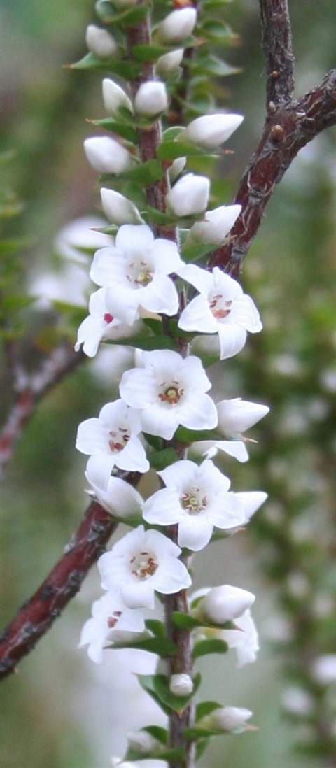 235B-2-Epacris-gunnii-fl-Marilyn-Gray.jpg