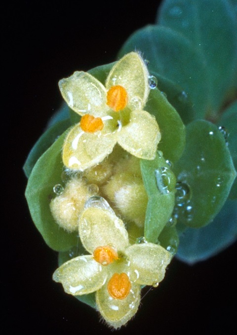 304B-2-Pimelea-flava-fl2-Peter-Kinchington.jpg