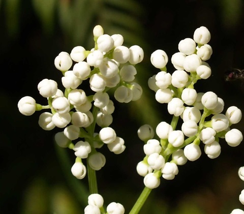 325B-3-Sambucus-gaudichaudiana-Fl-Heales-Sanc.jpg