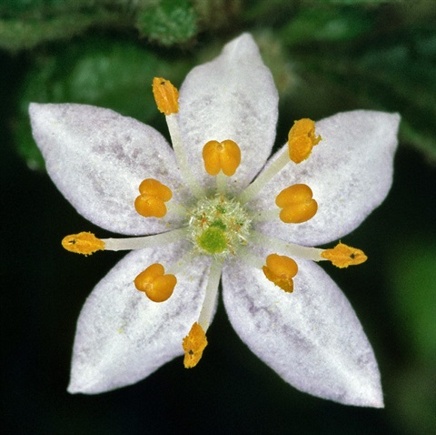 779B-2-Asterolasia-asteriscophora-ssp.-albiflora-fl-Peter-Kinchington.jpg