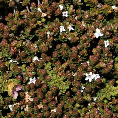 838B-2-Epacris-rhombifolia-Geoff-Lay.jpg