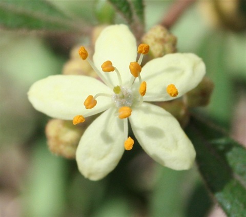 84B-2-Asterolasia-asteriscophora-ssp.-asteriscophora-fl-Marilyn-Gray.jpg