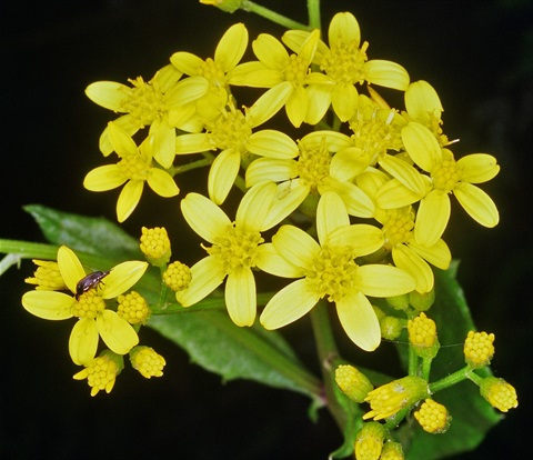 942B-2-Senecio-linearifolius-var.-latifolius-fl-PK.jpg