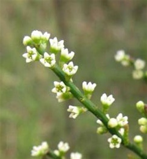 958B-3-Choretrum-pauciflorum-fl-David-Blair.jpg