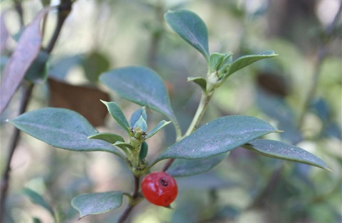 96B-5-Coprosma-hirtella-MB.jpg