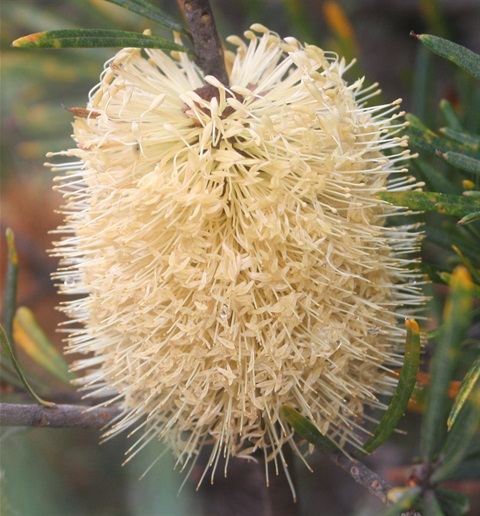 86B-3-Banksia-marginata-fl-Marilyn-Gray.jpg