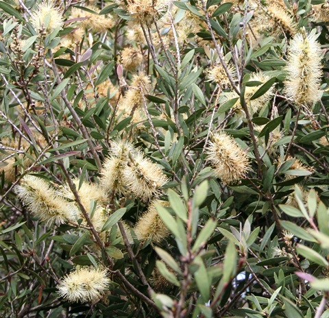 91B-2-Callistemon-pallidus-fl-Marilyn-Gray.jpg