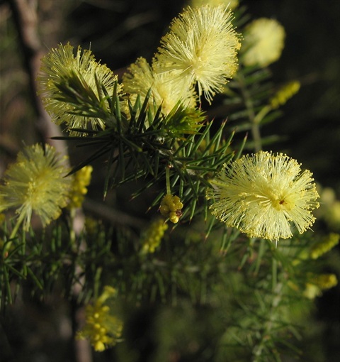 948B-2-Acacia-verticillata-ssp.-cephalantha-fl-SYR.jpg