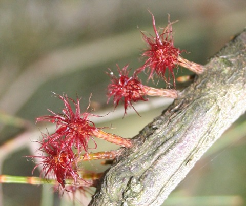 44B-3-Allocasuarina-littoralis-fem-Marilyn-Gray.jpg