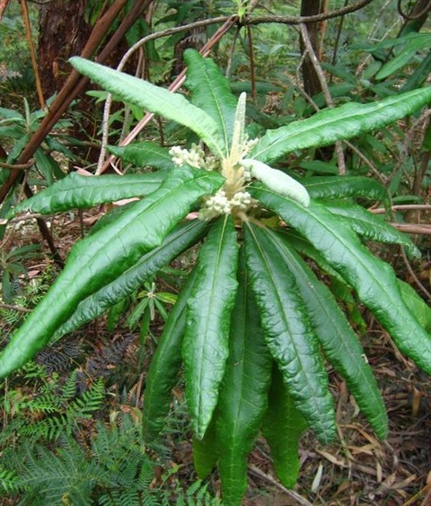 45B-4-Bedfordia-arborescens-fol-2-David-Blair.jpg