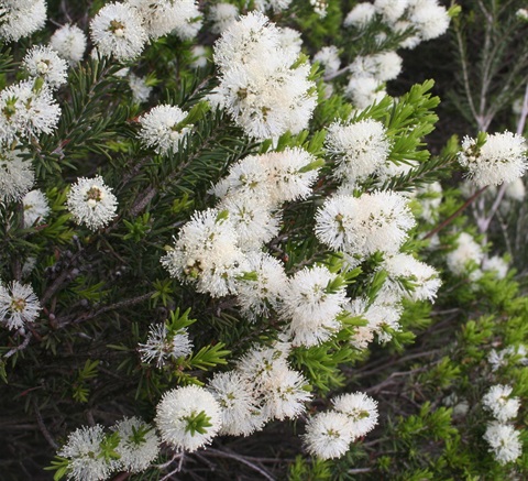 53B-3-Melaleuca-ericifolia-MB.jpg