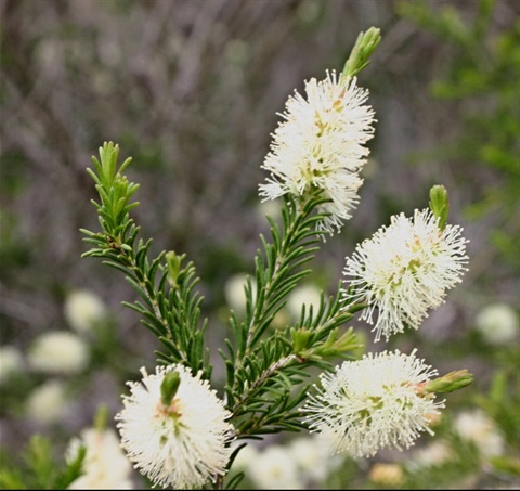 54B-3-Melaleuca-parvistaminea-fl-Ken-Harris.jpg