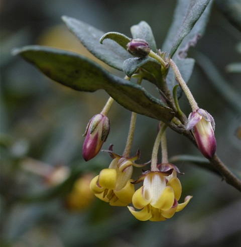 59B-2-Pittosporum-bicolor-fl-Chris-Clarke.jpg